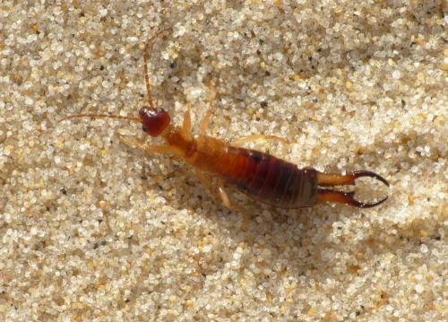 Guanchia pubescens